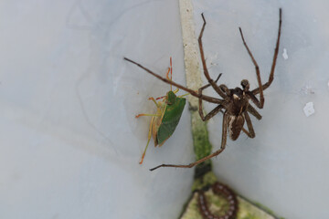 Halyomorpha Halys insect macro photo