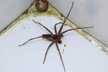 agelena labyrinthica spider macro photo