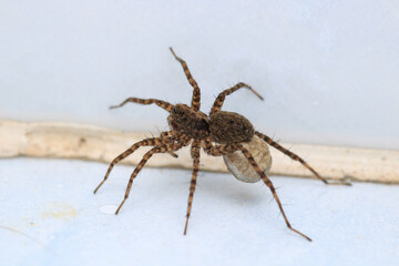 agelena labyrinthica spider macro photo