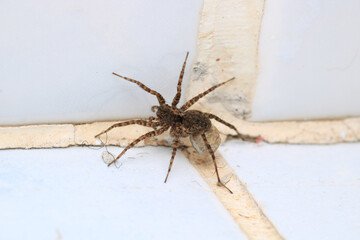 agelena labyrinthica spider macro photo