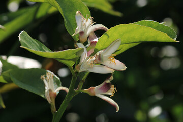 tangerine tree white blossoms macro photo