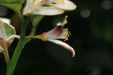 tangerine tree white blossoms macro photo