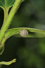 cornu aspersum snail animal macro photo