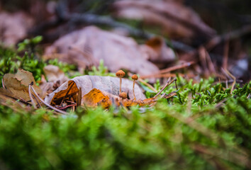 green moss on the ground