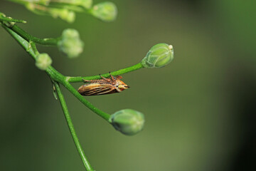 glassy winged sharpshooter insect macro photography