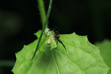 xysticus kochi spider macro photo