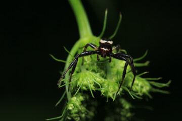 xysticus kochi spider macro photo