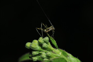 rufous grasshopper insect macro photo