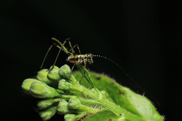 rufous grasshopper insect macro photo