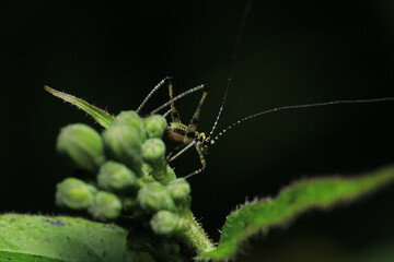 rufous grasshopper insect macro photo