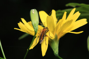 natural oedemera insect macro photo