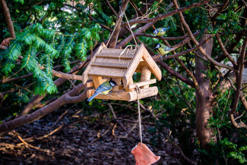 tit in a birdhouse