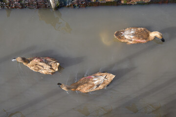 Ducks swim in the river,