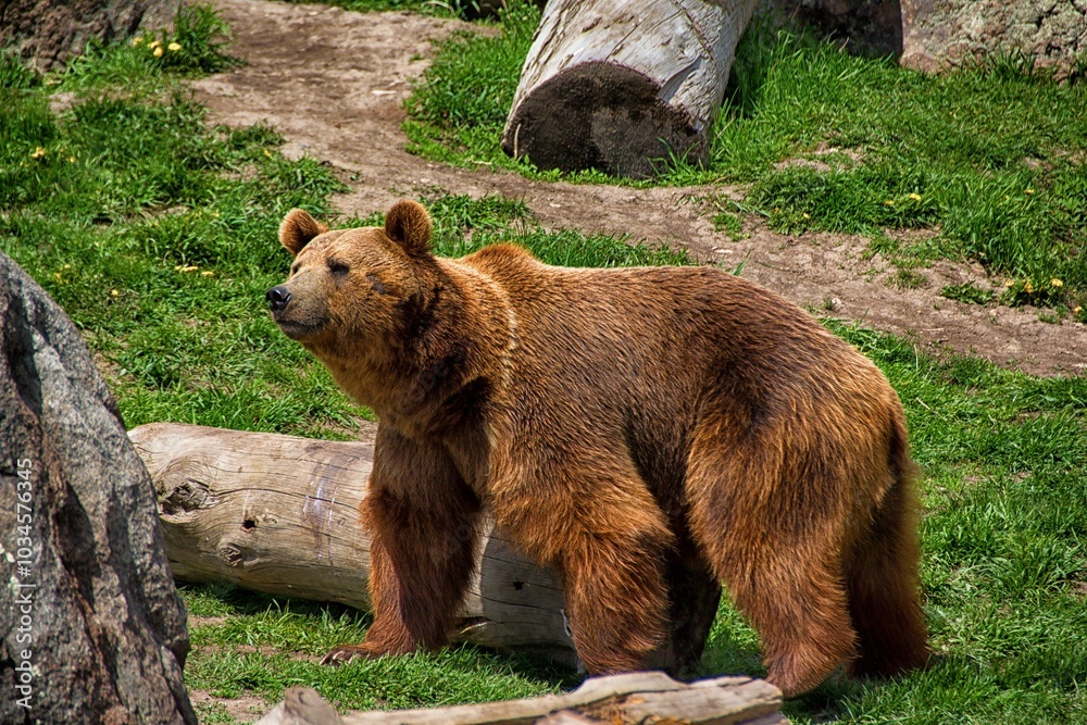 Wall mural majestic brown bear in natural habitat.