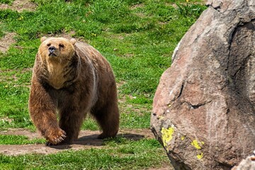 Fototapeta premium Majestic brown bear walking in nature.