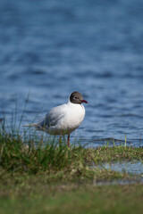 Andean gull bird resting by the lake under sunlight morning