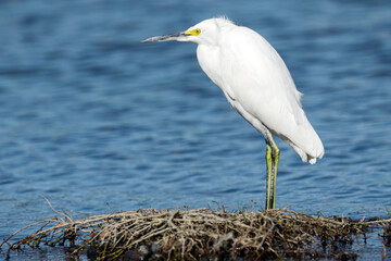 White heron posing in profile over dry branches by the lake