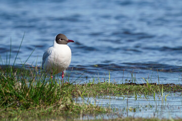 Adorable Andean gull enjoying sunny morning view by the water