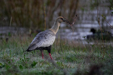 Buff-necked ibis bird collecting tree branches for the nest. Misty morning view