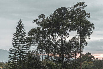 Tropical beautiful big trees tree and blue sky with clouds.