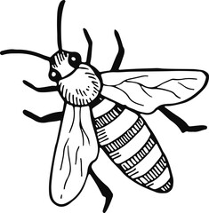 Flying bee drawing. Winged insect nature sketch