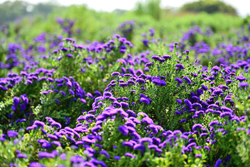 Obraz premium Close-up photo of purple chrysanthemum flowers in bloom