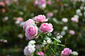 Close-up photo of pink roses blooming in an autumn field