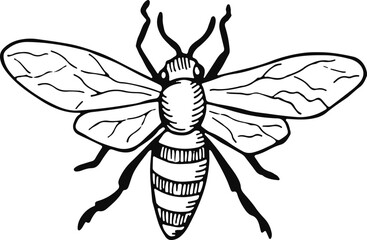 Honeybee flying sketch. Summer nature animal drawing