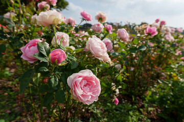 Close-up photo of pink roses blooming in an autumn field