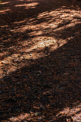 Leaf litter on a path