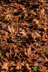 autumn leaves background