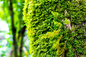 Green moss and lichen on tree bark in the forest.