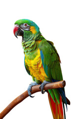 Colorful Parrot Perched on Wooden Branch Against Black Background.