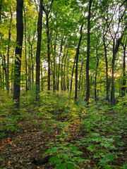 Obraz premium Sunset in southeast Michigan Forest from October 17, 2024.