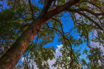 Obraz premium Tall Tree with Blue Sky 