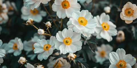 a group of white flowers, Charming Cluster of White Flowers Against a Soft Background, 