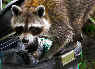 Racoon Close Up Digging Through A Garbage Can © Oze Creatives