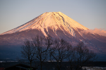 Obraz premium 夕富士と木々