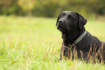 Adorable Labrador Retriever dog on green grass. Space for text