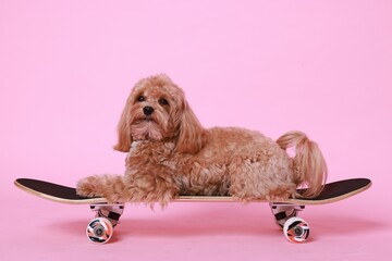 Cute Maltipoo dog on skateboard against pink background © New Africa