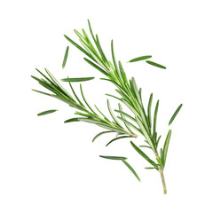 Fresh green rosemary in air on white background