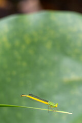 池のほとりにキイトトンボ