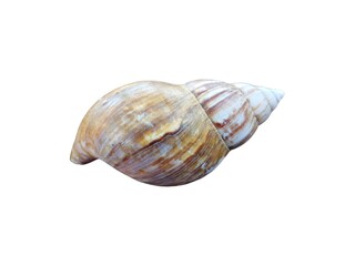 Close Up of Brown Spiral Snail Shell on white background