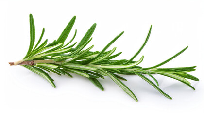 Fototapeta premium Twig of rosemary, isolated on white background.