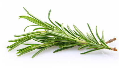 Fototapeta premium Twig of rosemary, isolated on white background.
