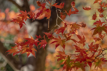 紅葉