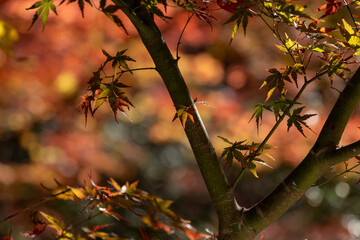 紅葉