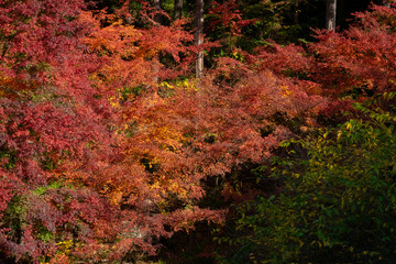 紅葉