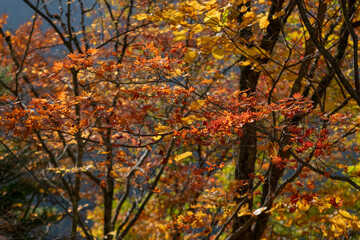 紅葉