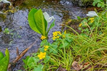 鏡池遊歩道でみたひっそりと咲く満開のリュウキンカ